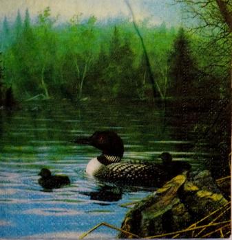 146 Enten - 3-lagig - Charles Keller